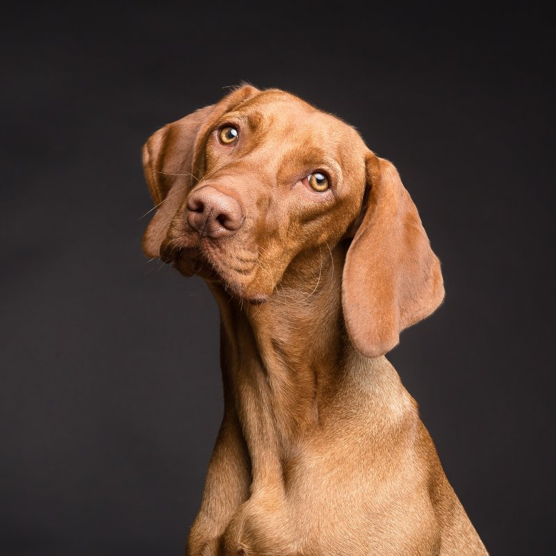 Dog Food and Supplies Delivery Services